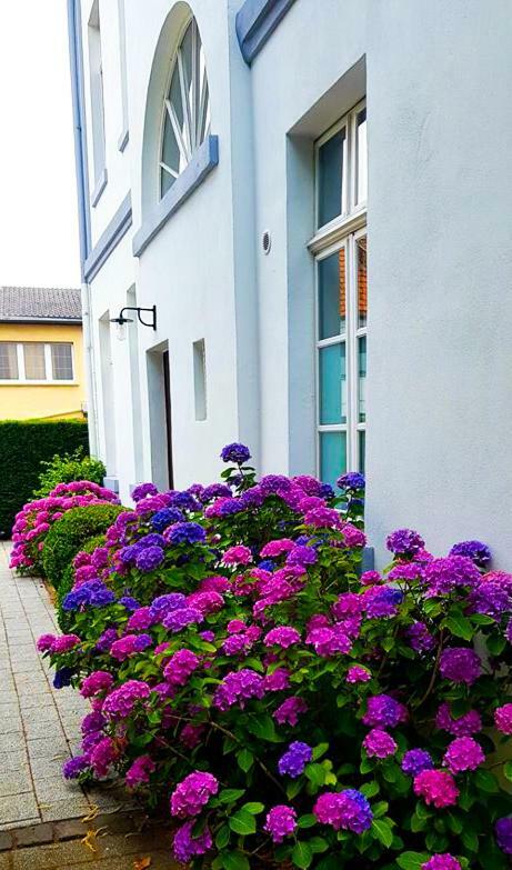 Hotel Zweilinden Meckenheim Bonn Екстер'єр фото